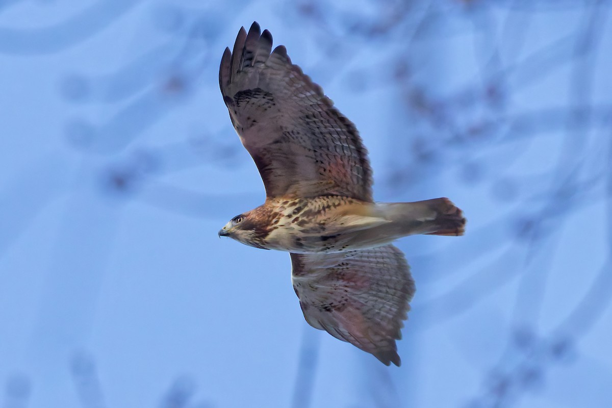 Rotschwanzbussard - ML647292273