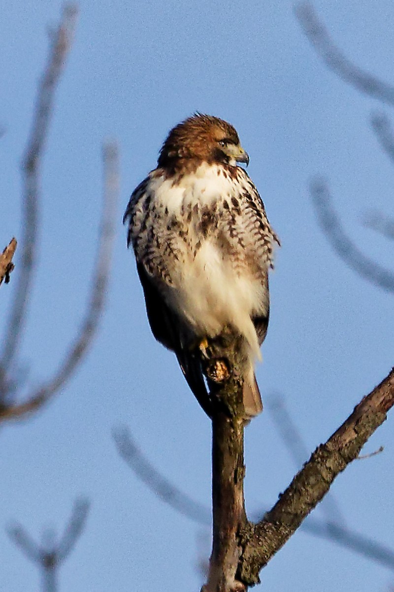 Rotschwanzbussard - ML647292274