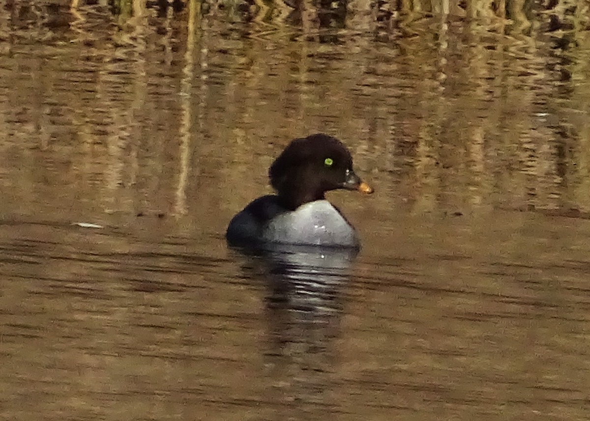 Schellente - ML647292275