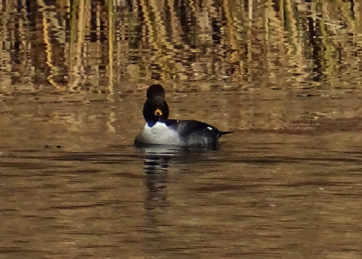 Schellente - ML647292276