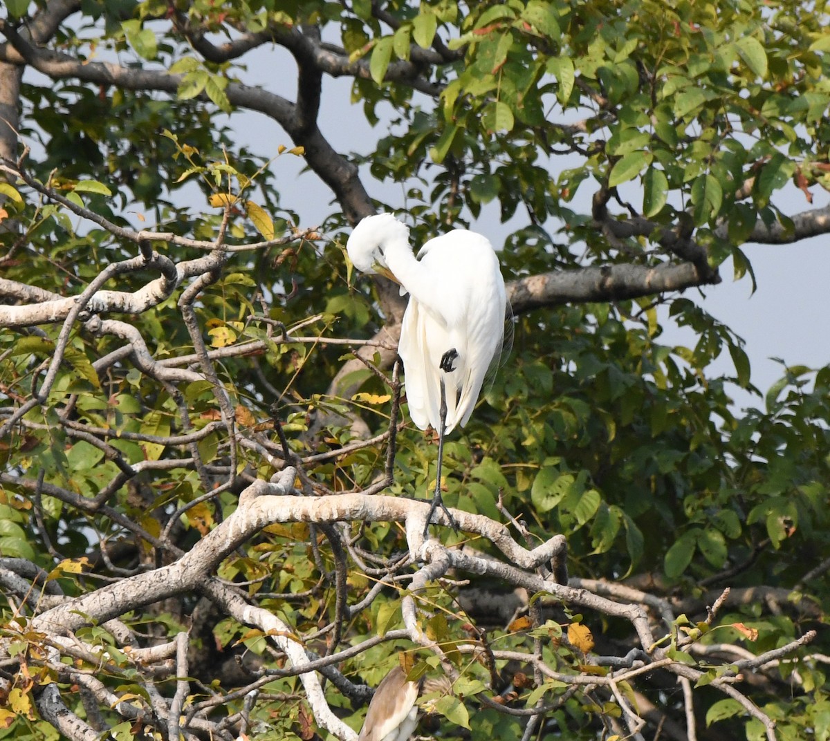 Asienmittelreiher - ML647292278