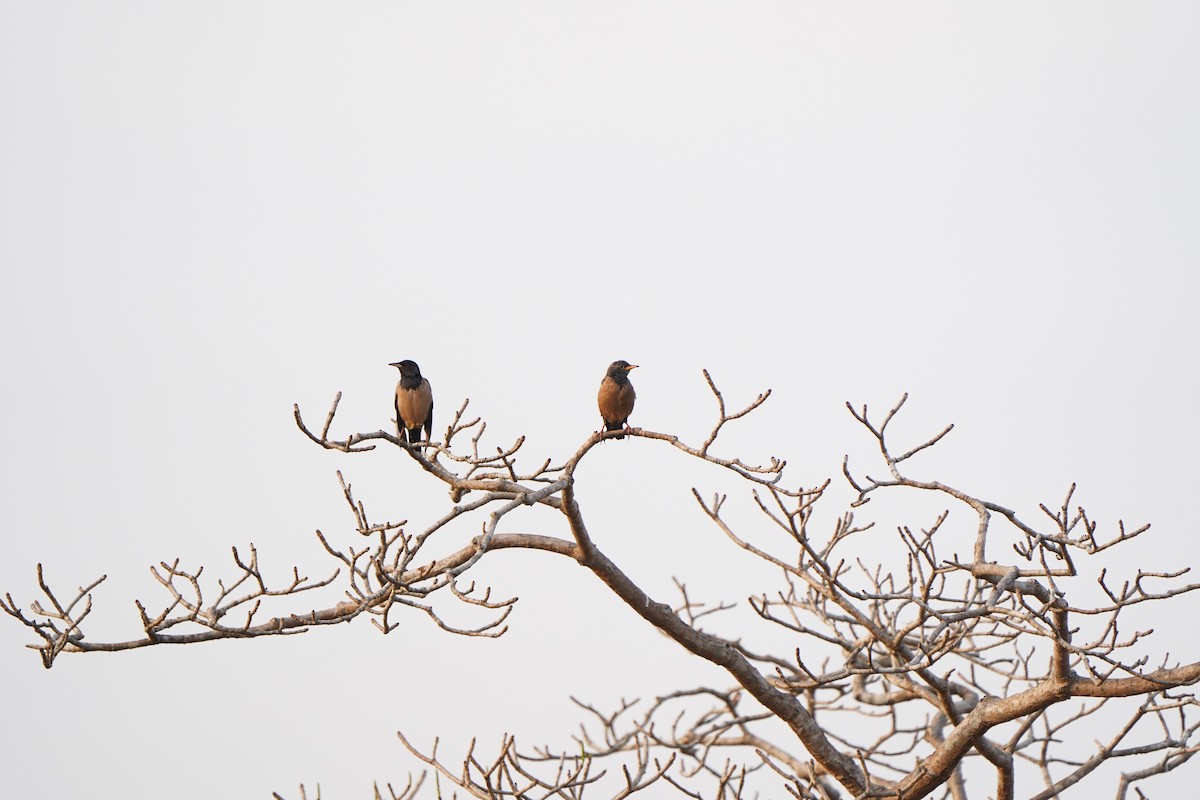 Rosy Starling - ML647292279