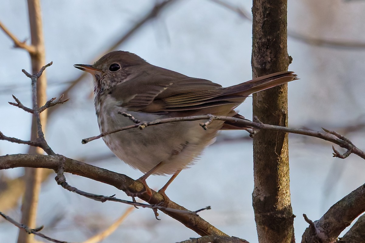 Einsiedler-Musendrossel - ML647292281