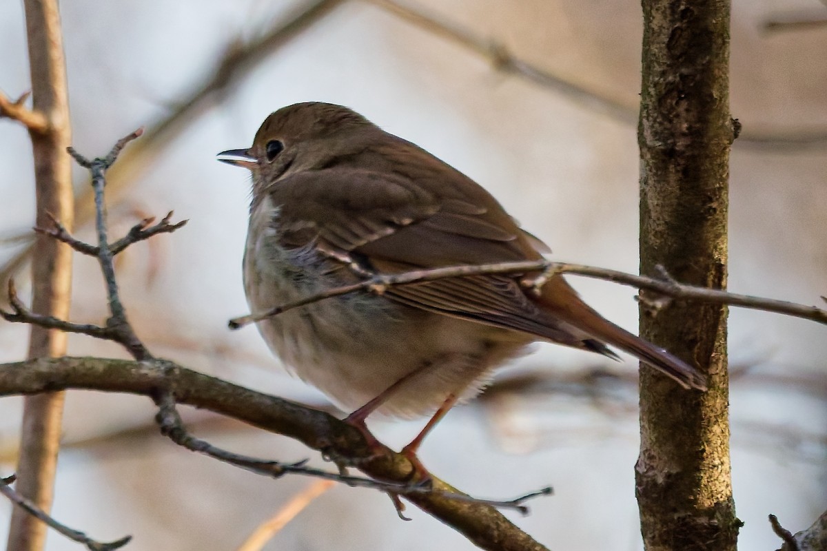 Einsiedler-Musendrossel - ML647292282