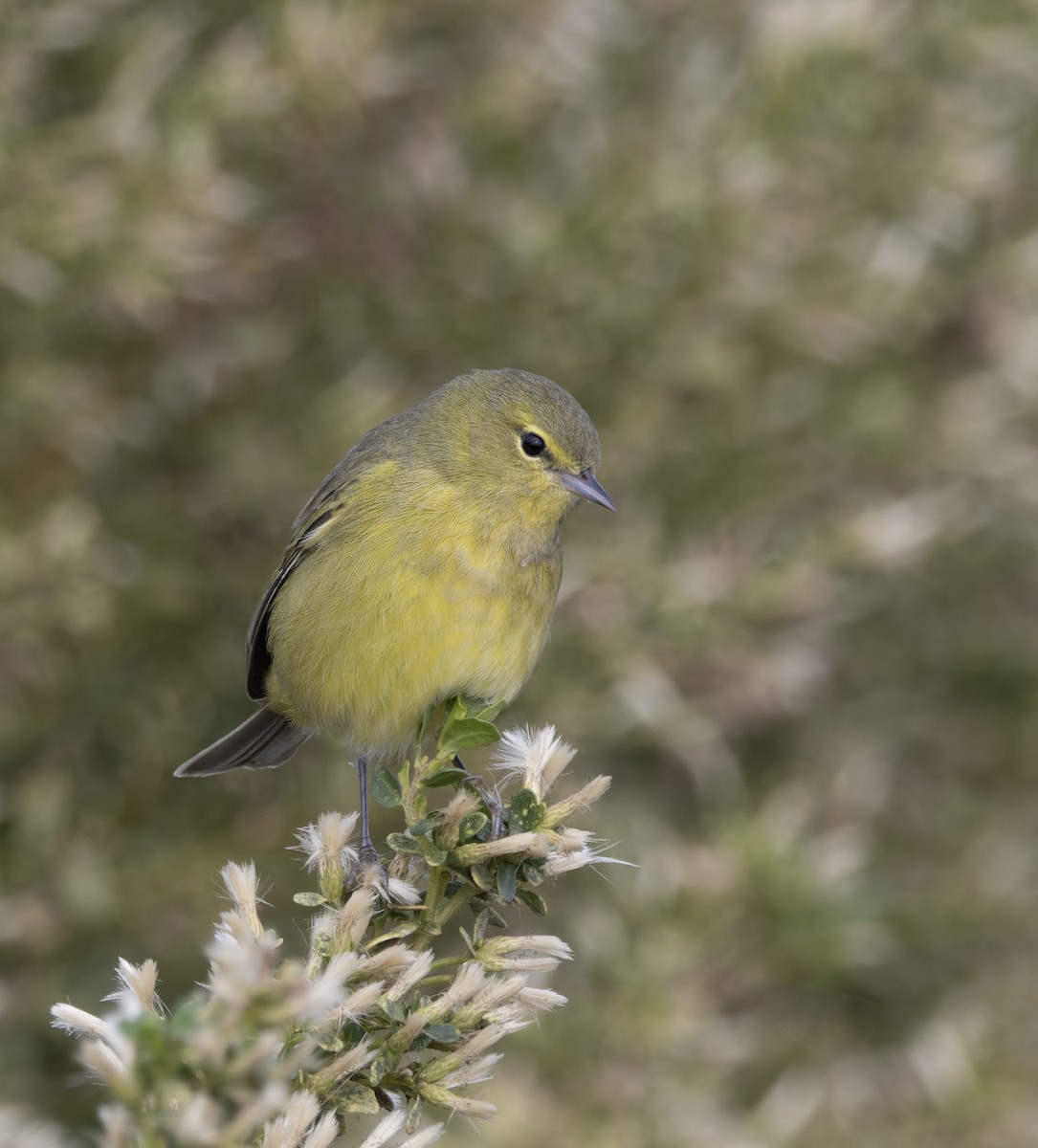 Orangefleck-Waldsänger (lutescens) - ML647292284