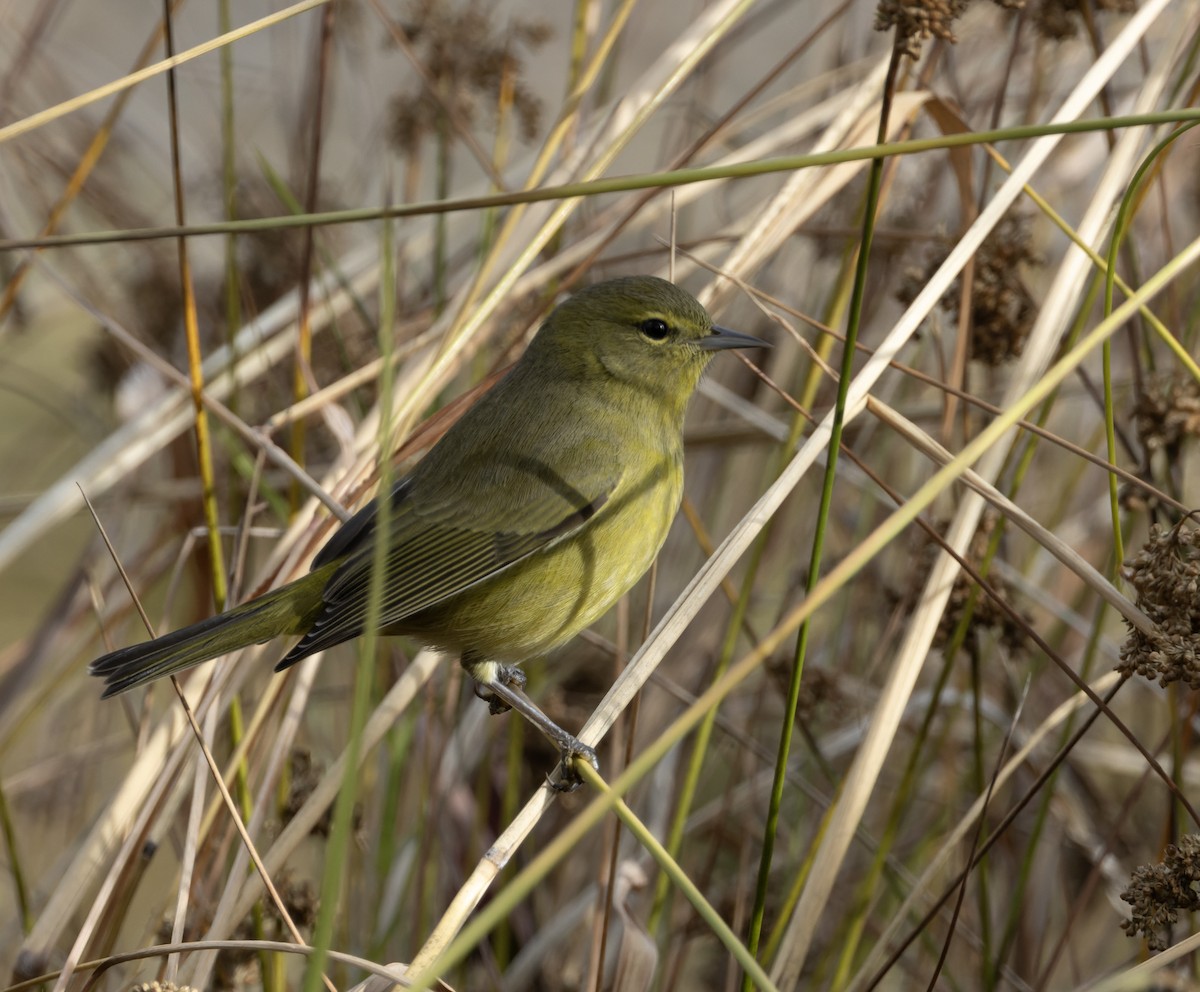Orangefleck-Waldsänger (lutescens) - ML647292285