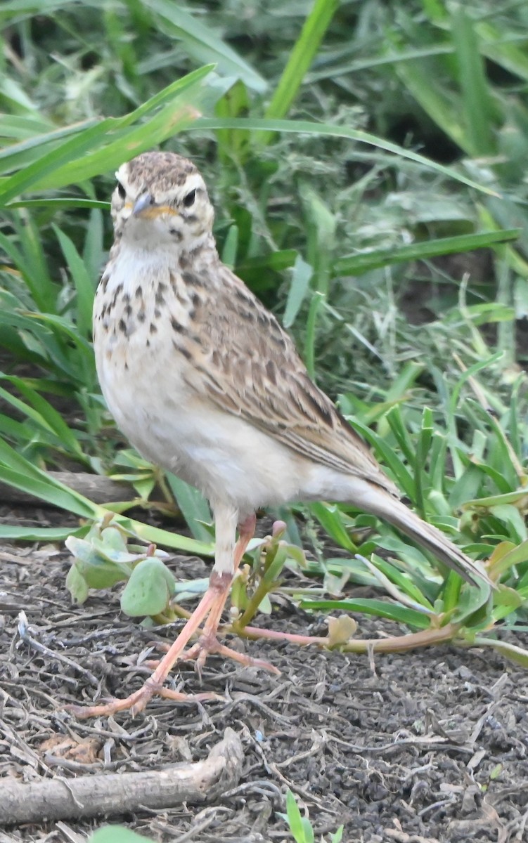 Zimtspornpieper - ML647292286