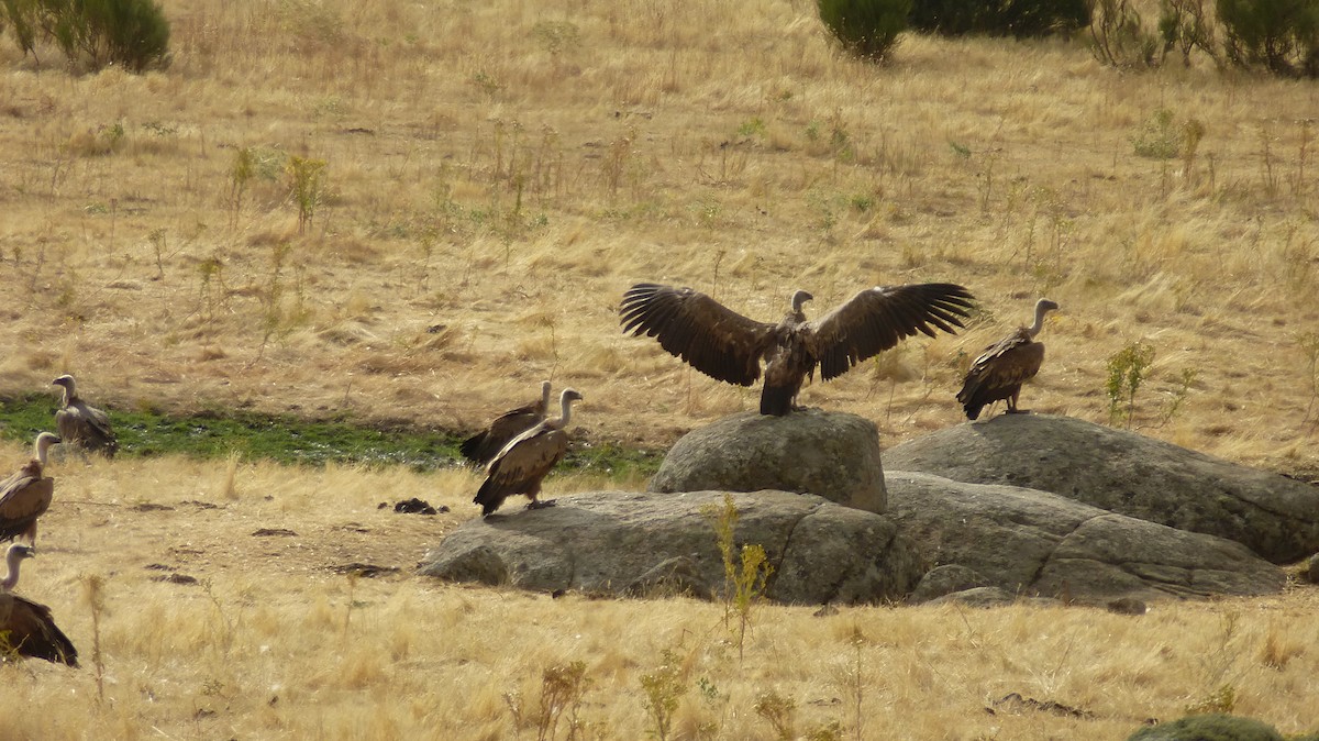 Eurasian Griffon - ML647292307