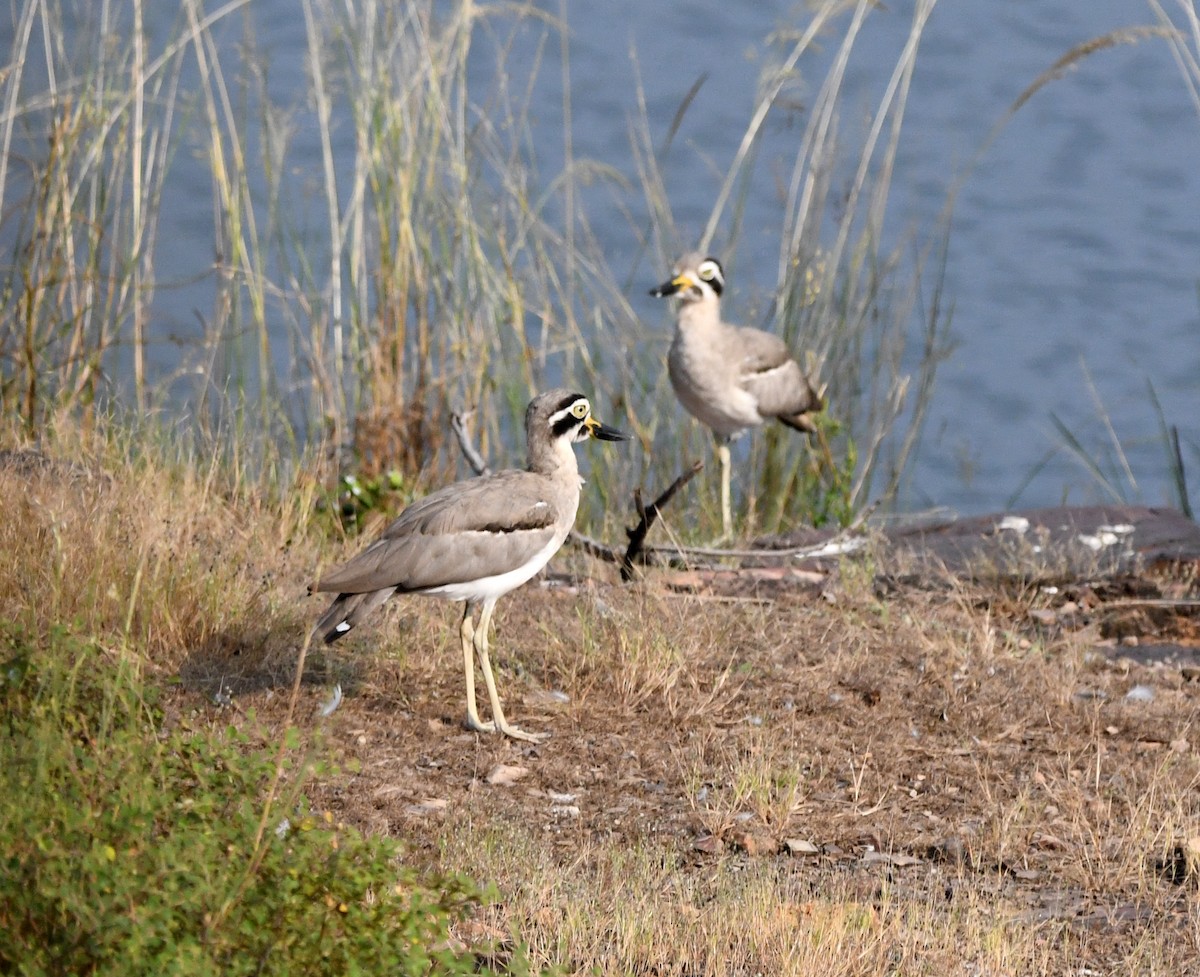 Grand Oedicnème - ML647292331