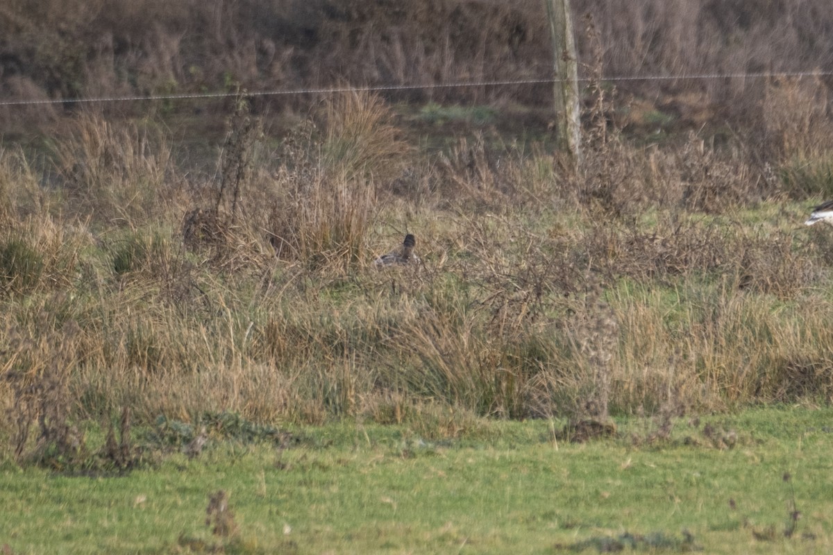 Tundra Bean-Goose - ML647292332