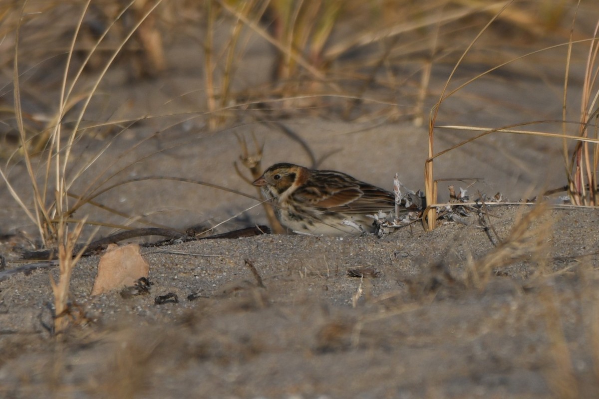 Подорожник лапландський - ML647292343