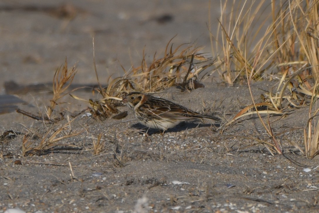 Подорожник лапландський - ML647292344