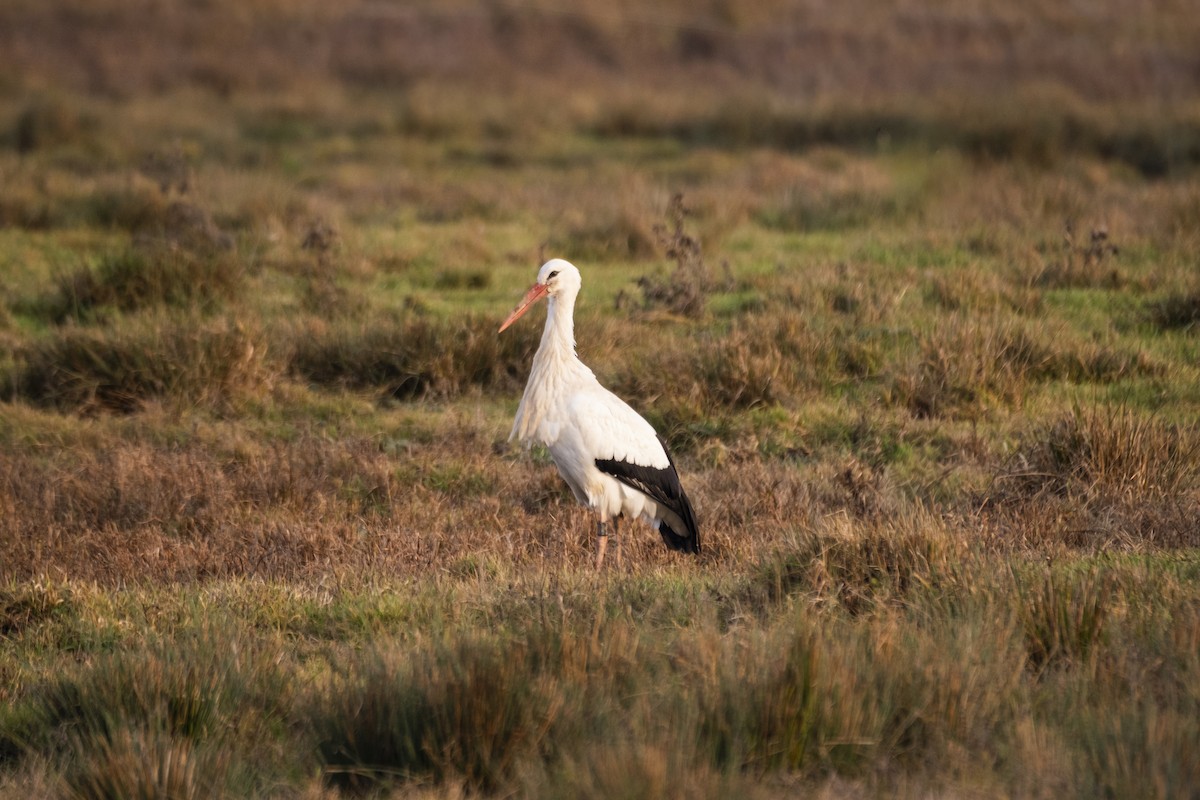 White Stork - ML647292347