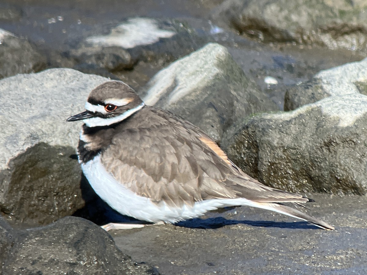 Killdeer - ML647292348