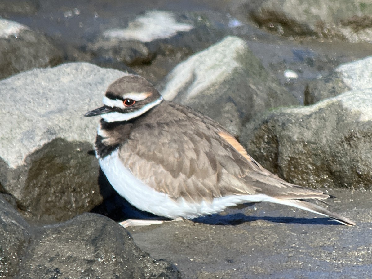 Killdeer - ML647292349