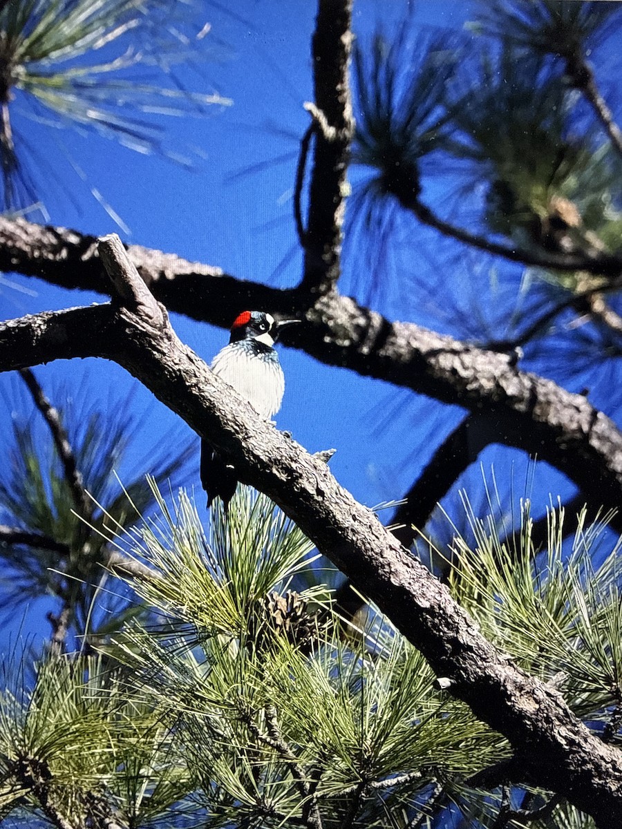 Acorn Woodpecker - ML647292351