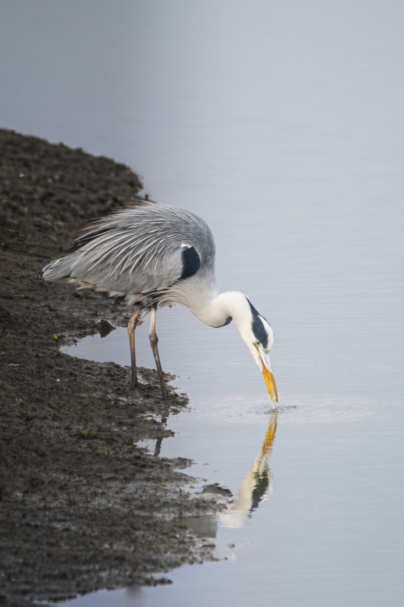 Gray Heron - ML647292353