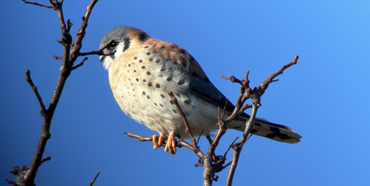 American Kestrel - ML647292361