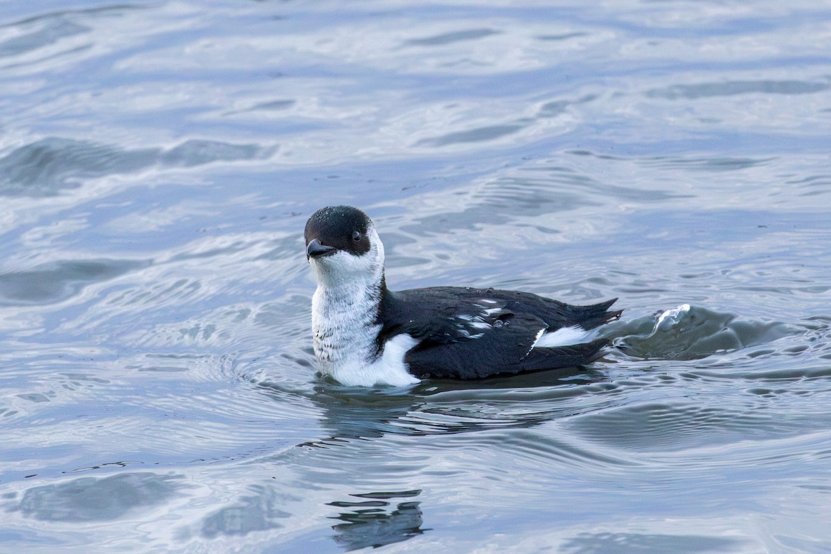 Küçük Alk - ML647292381