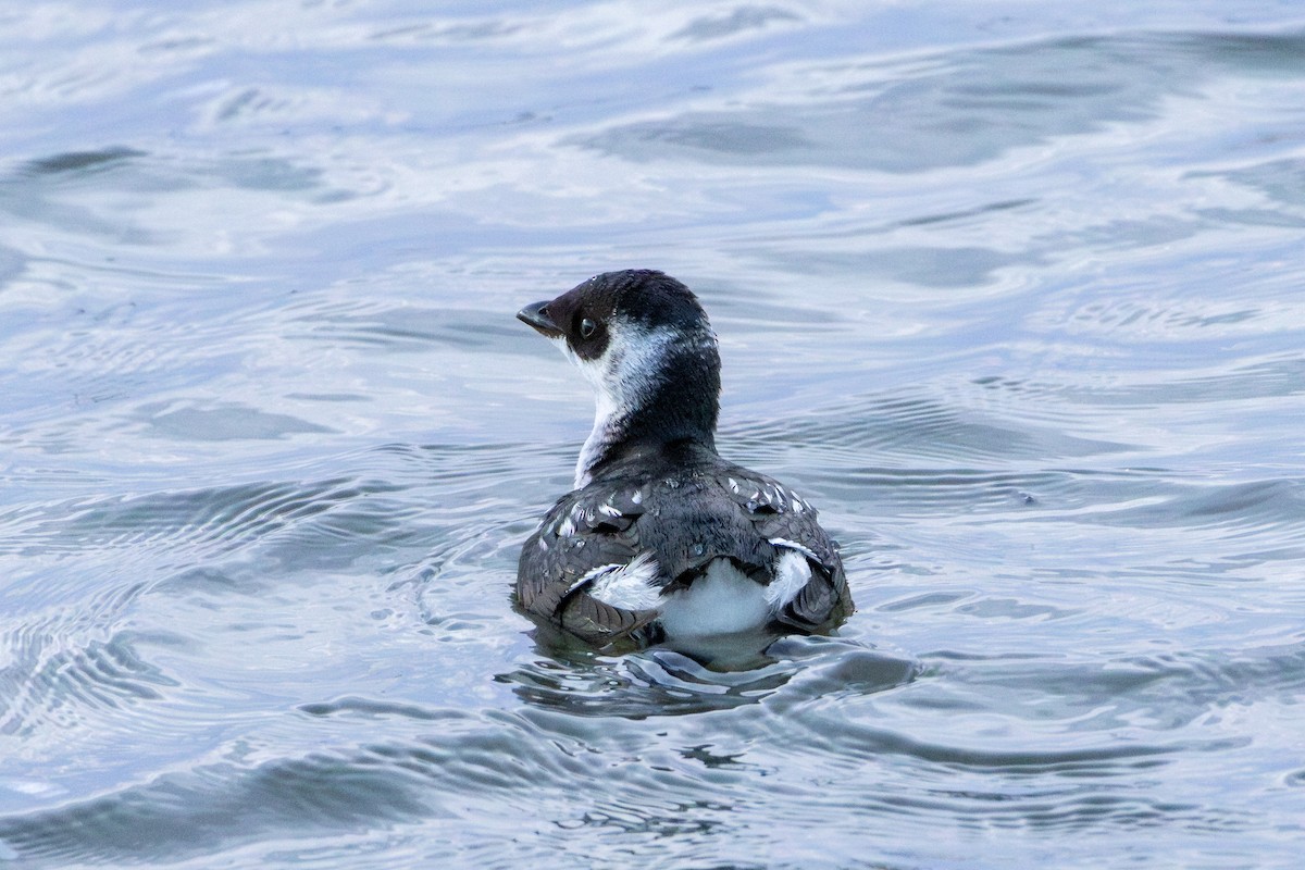 Küçük Alk - ML647292392