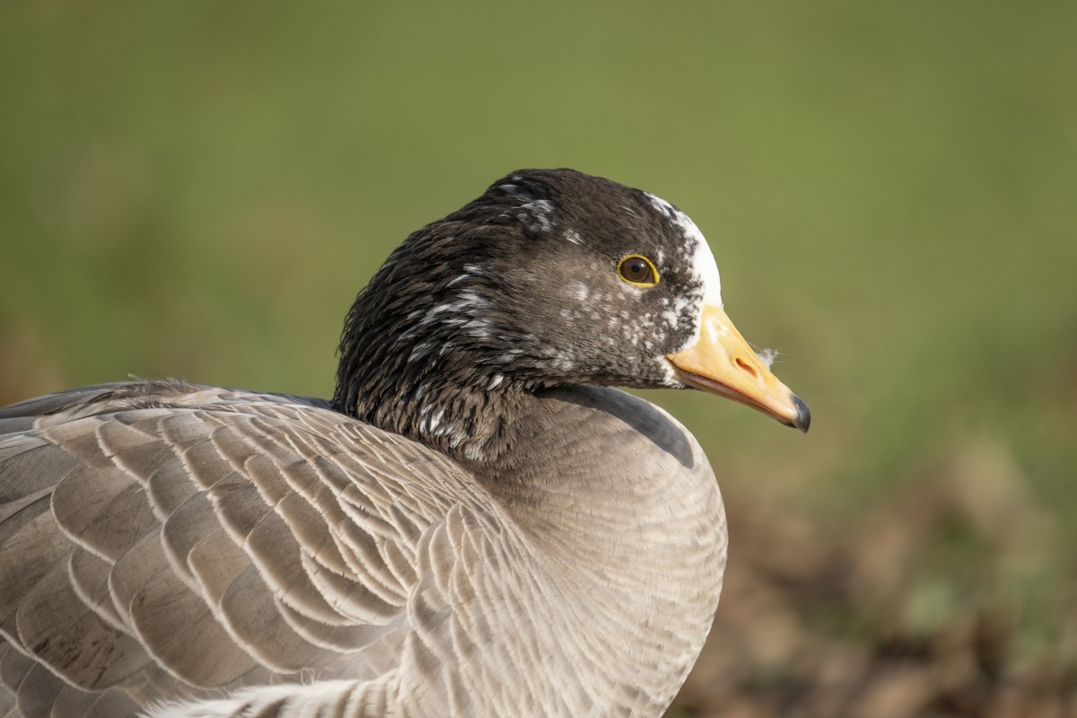 Bar-headed x Graylag Goose (hybrid) - ML647292401