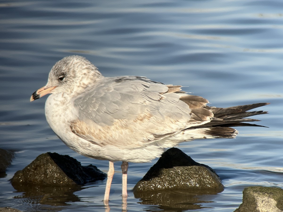 Ring-billed Gull - ML647292402