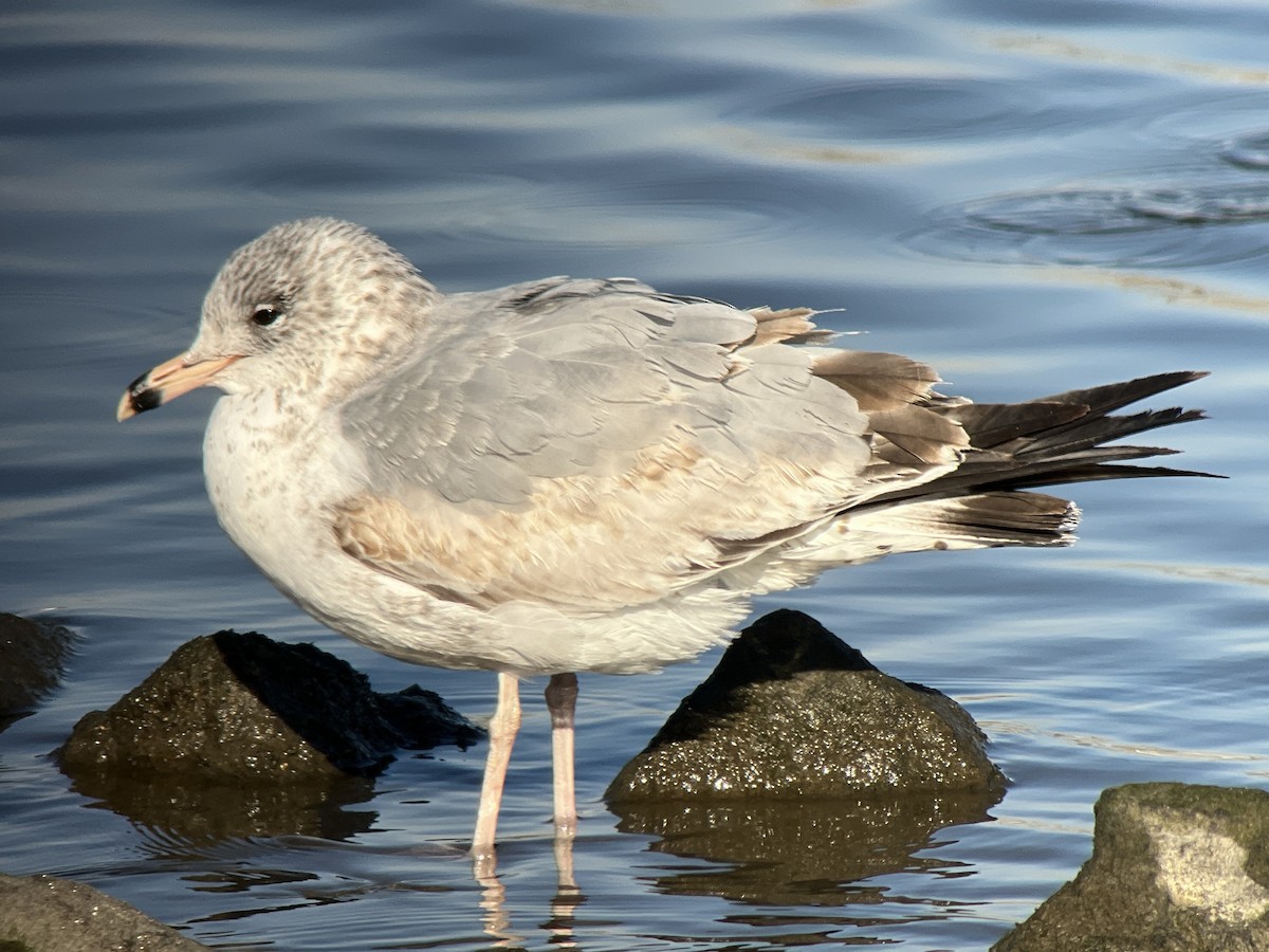 Ring-billed Gull - ML647292403