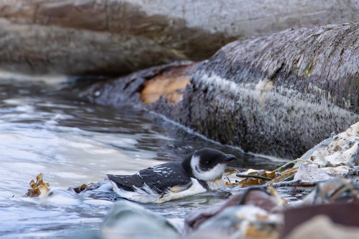 Küçük Alk - ML647292404