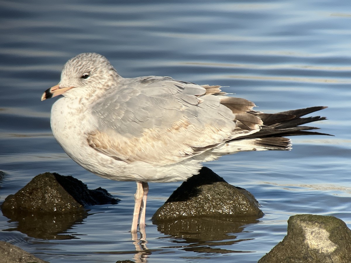 Ring-billed Gull - ML647292405