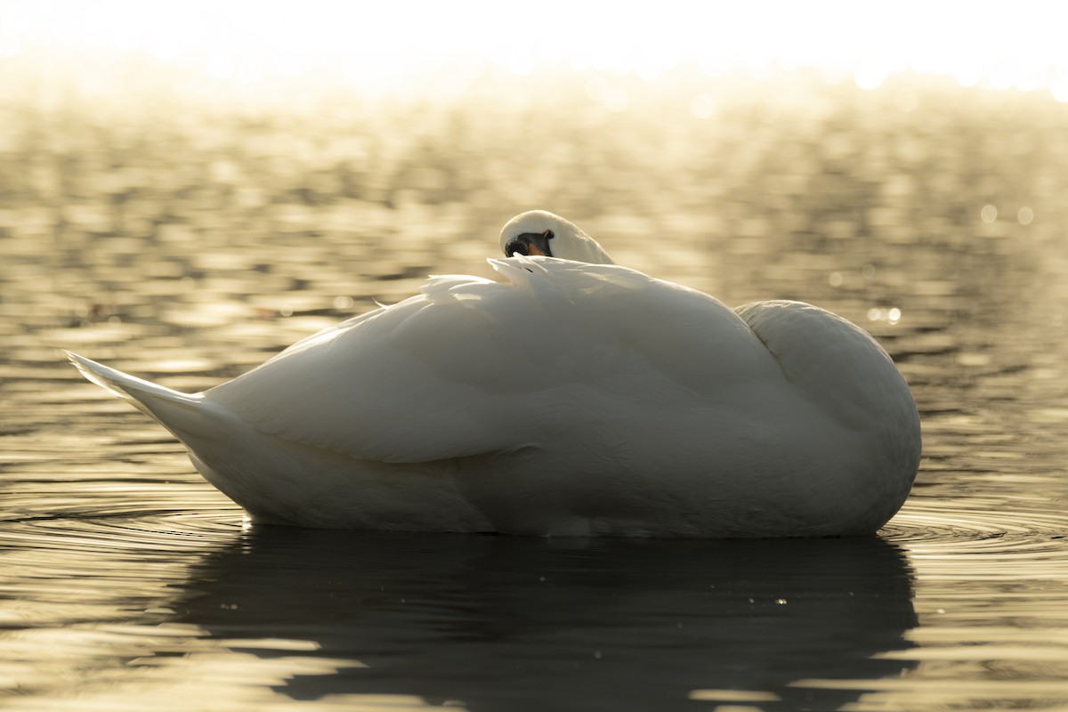 Mute Swan - ML647292410