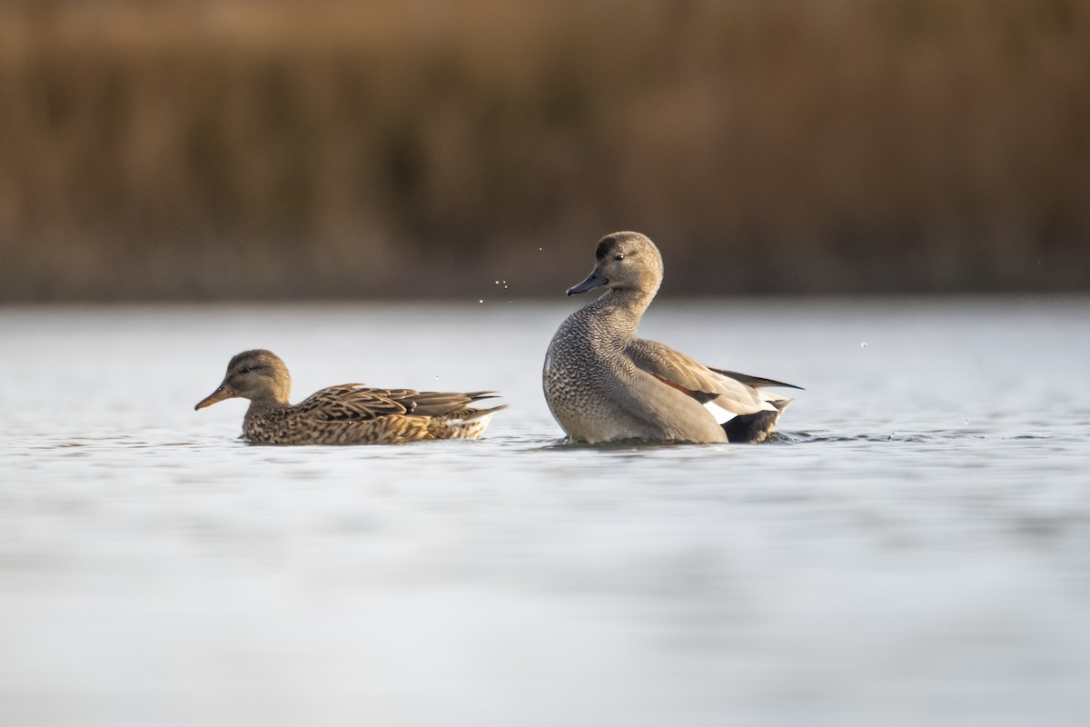 Gadwall - ML647292413