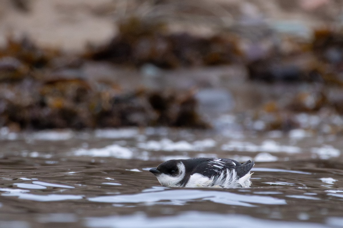 Küçük Alk - ML647292416