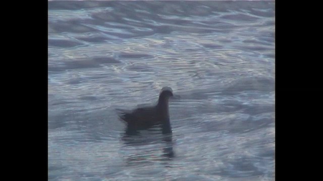 ハイイロミズナギドリ - ML647292417