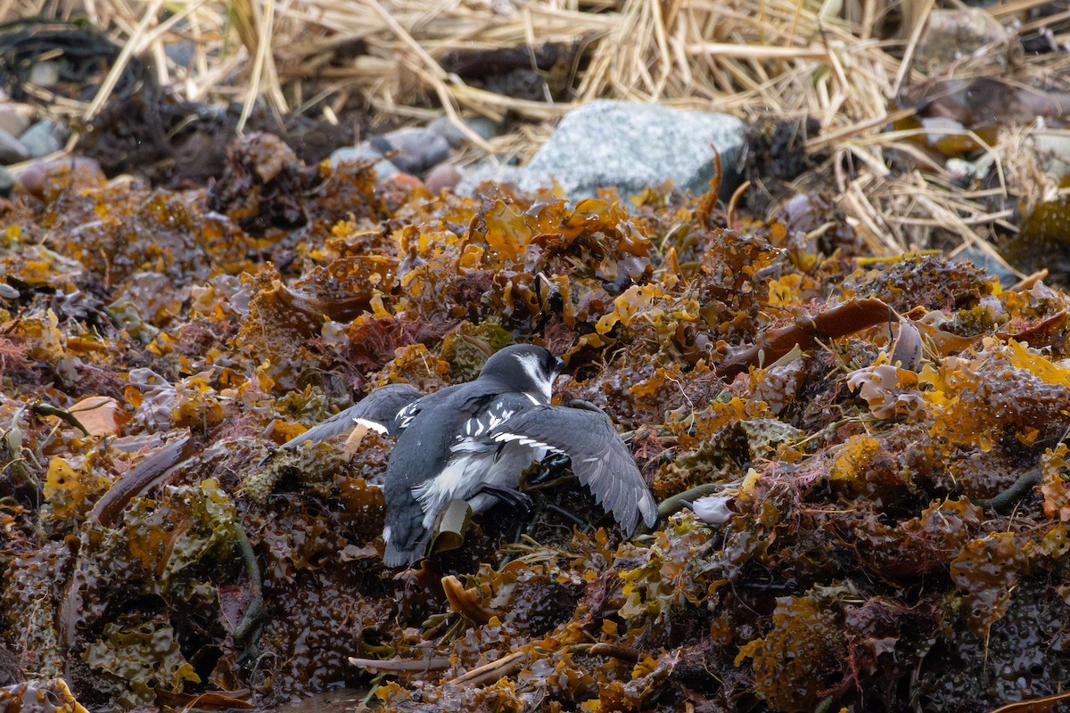 Küçük Alk - ML647292420