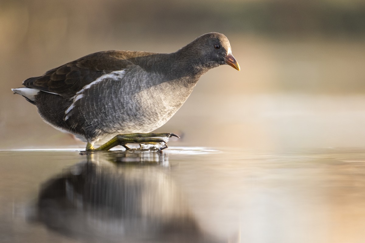Eurasian Moorhen - ML647292421