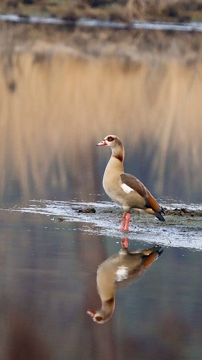 husice nilská - ML647292424