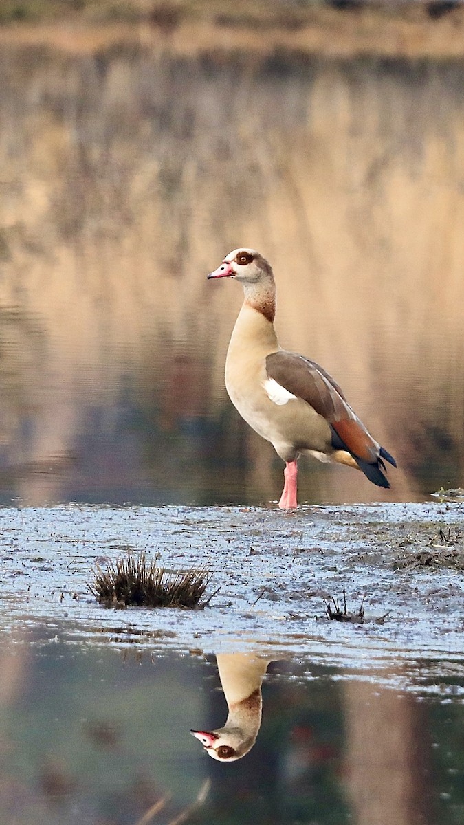 husice nilská - ML647292425