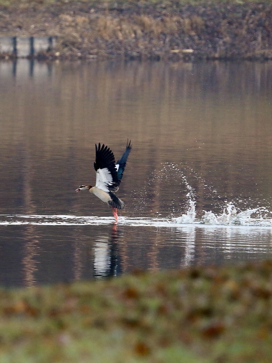 husice nilská - ML647292426