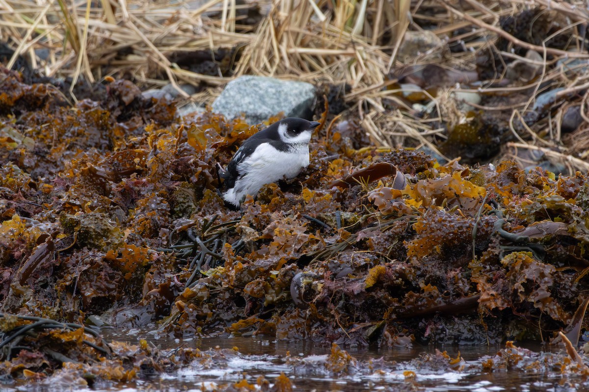 Küçük Alk - ML647292429