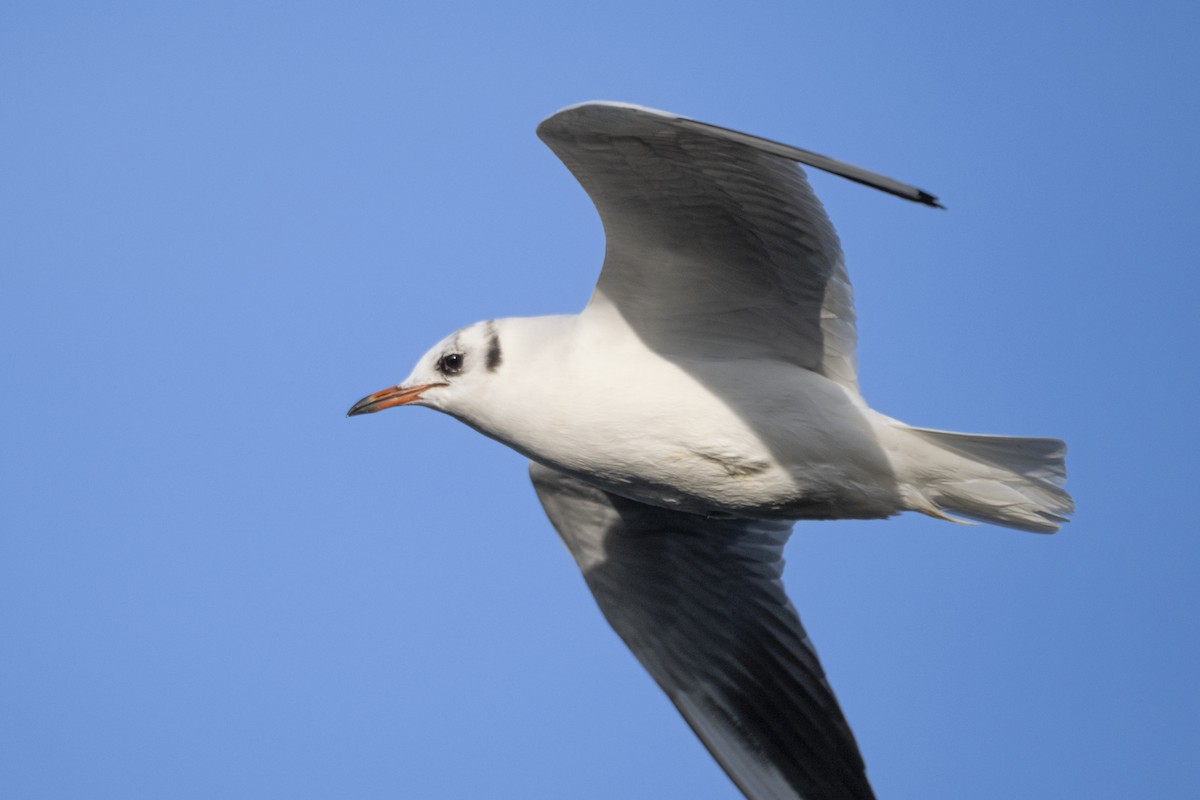 Black-headed Gull - ML647292432