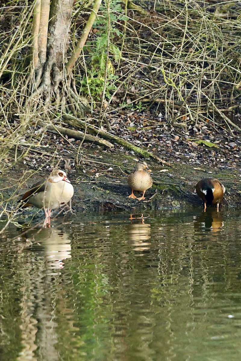 kachna divoká - ML647292435