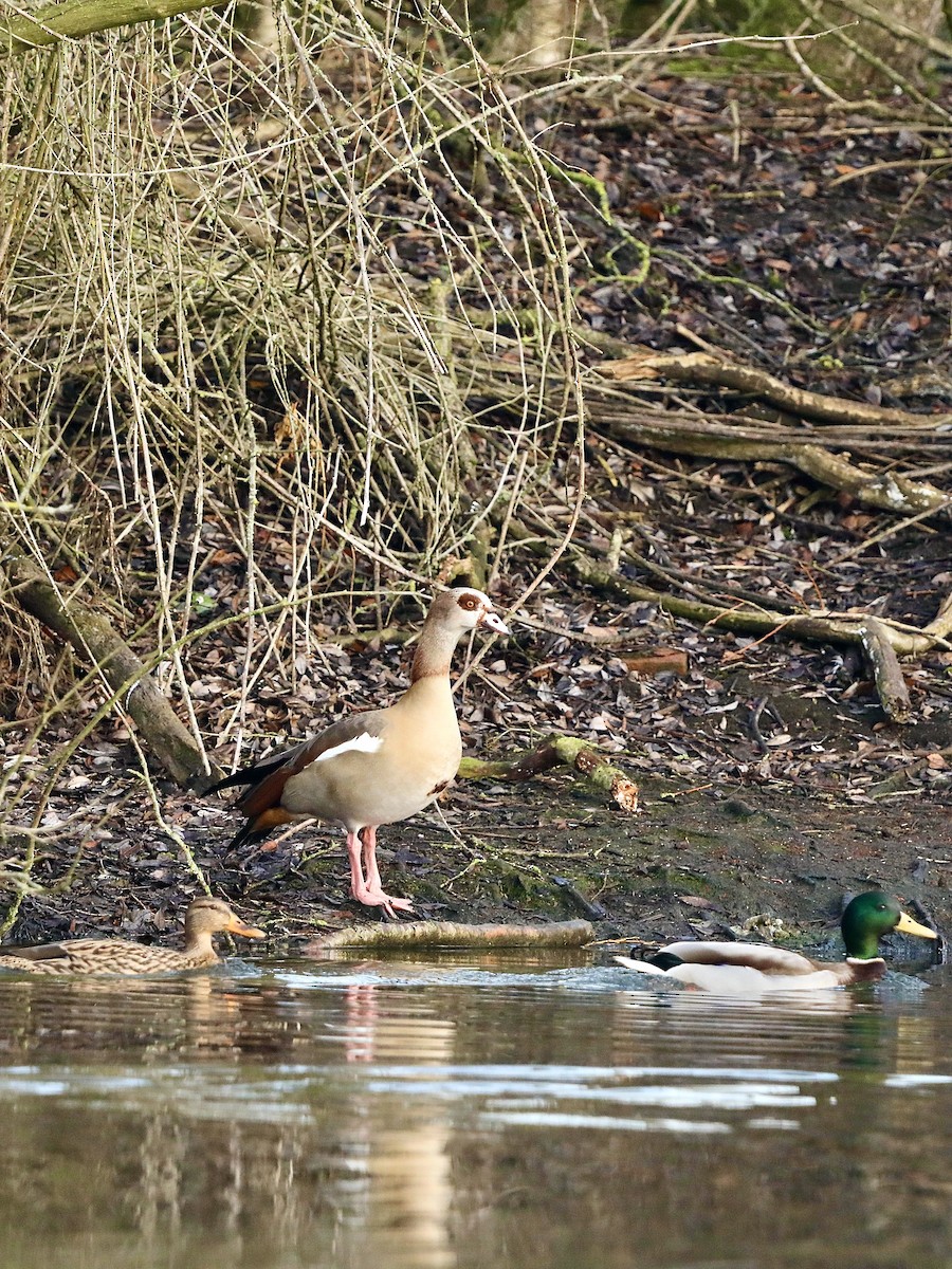 kachna divoká - ML647292436