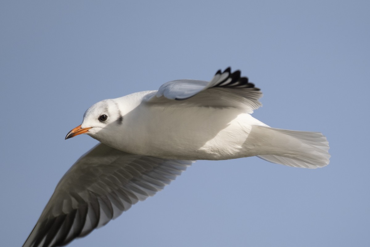 Black-headed Gull - ML647292437