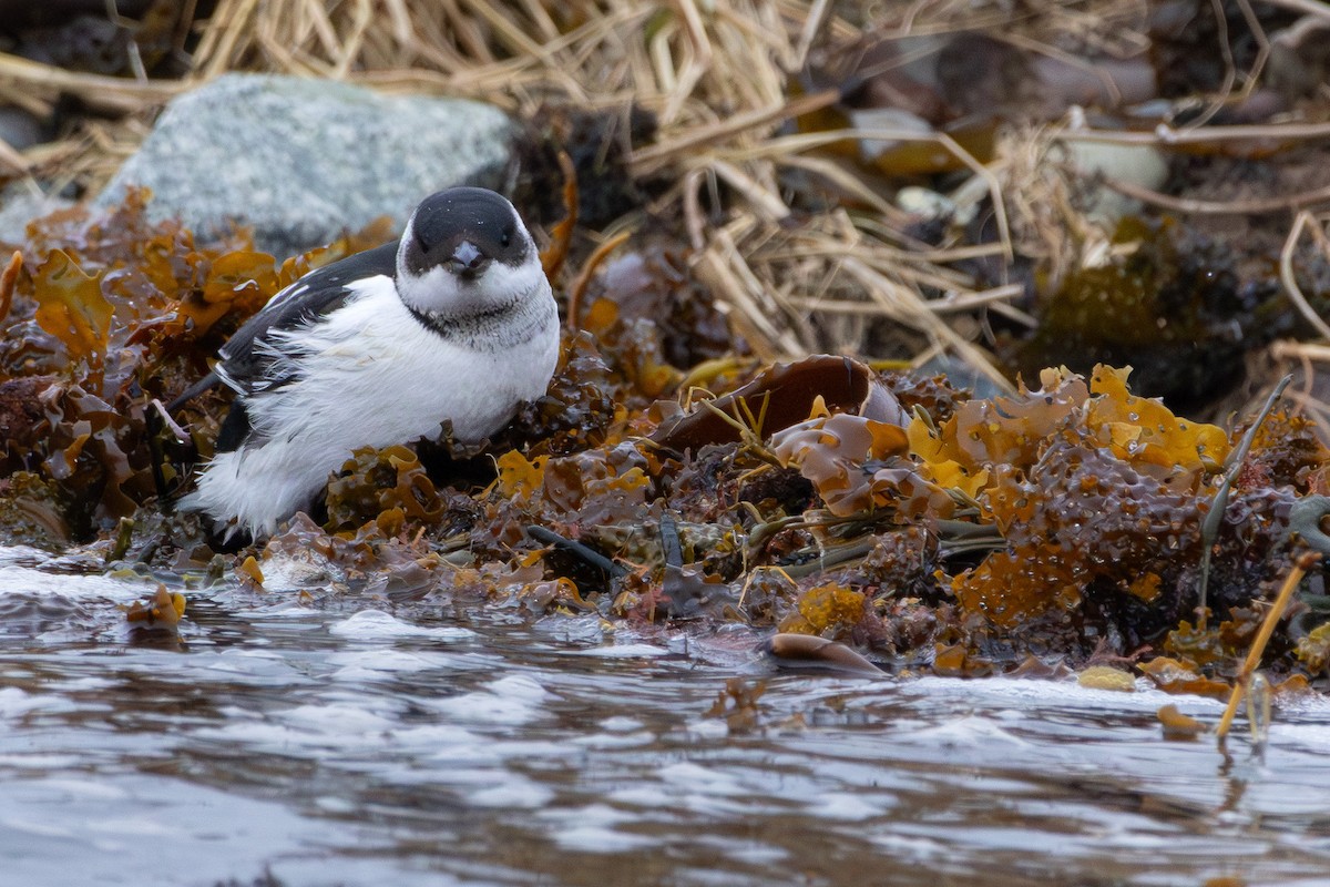 Küçük Alk - ML647292438