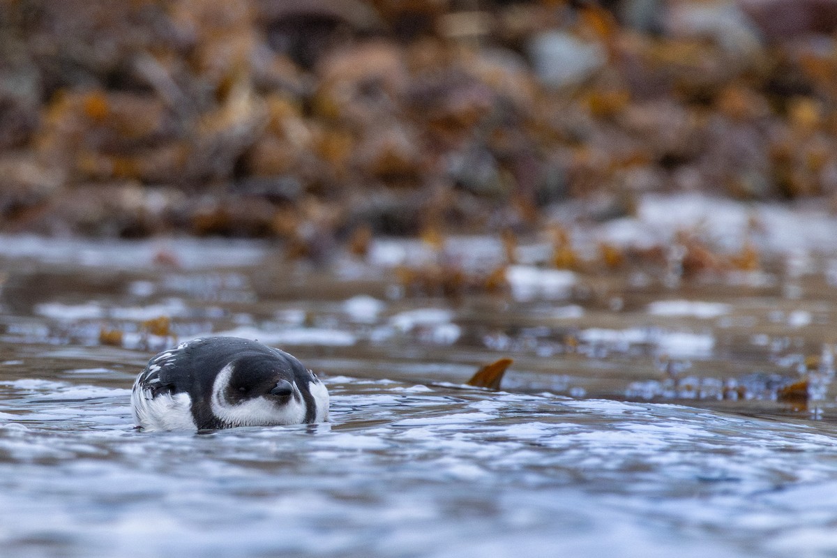 Küçük Alk - ML647292447