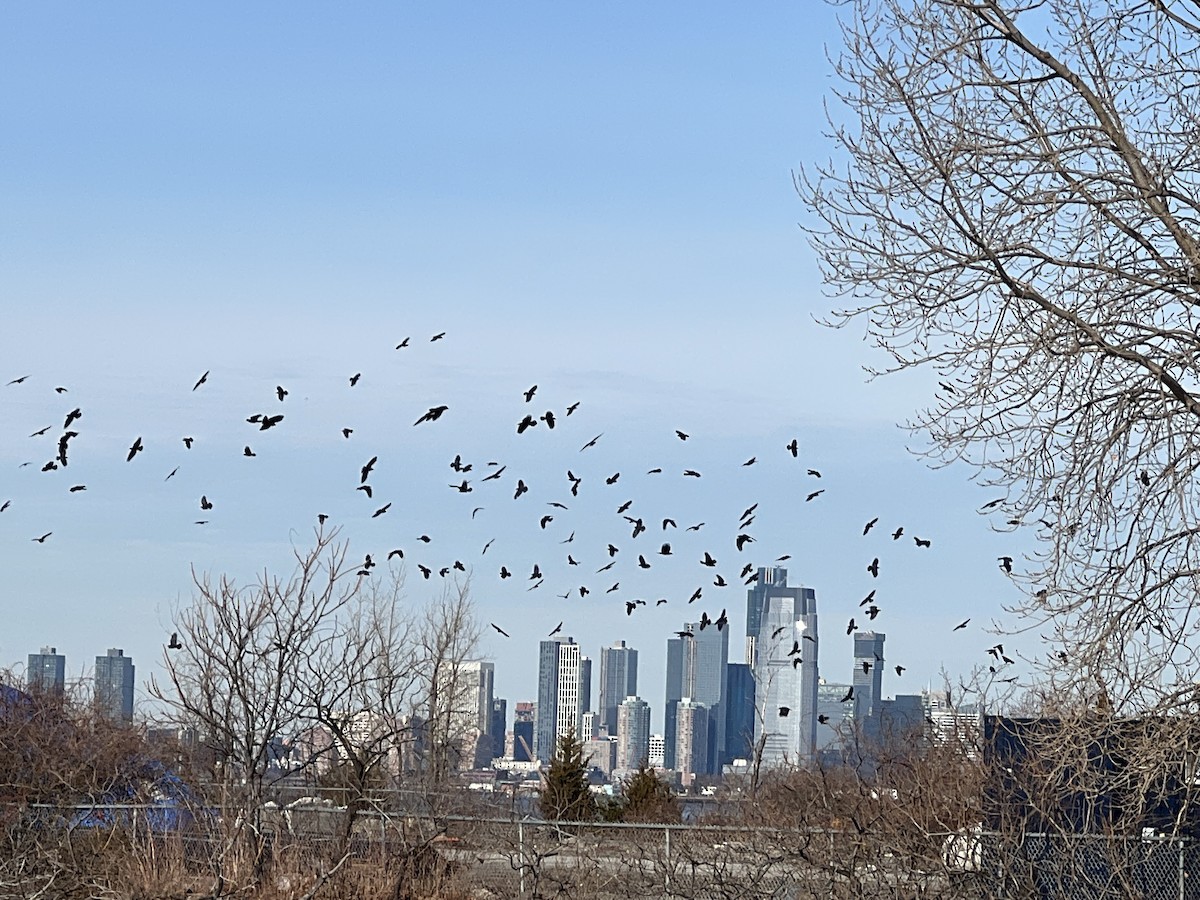 Fish Crow - ML647292455