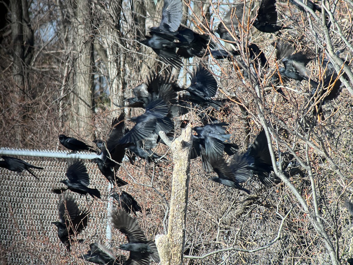 Fish Crow - ML647292457