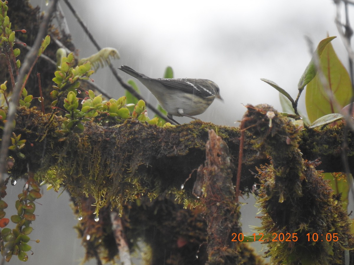 Blackburnian Warbler - ML647292460