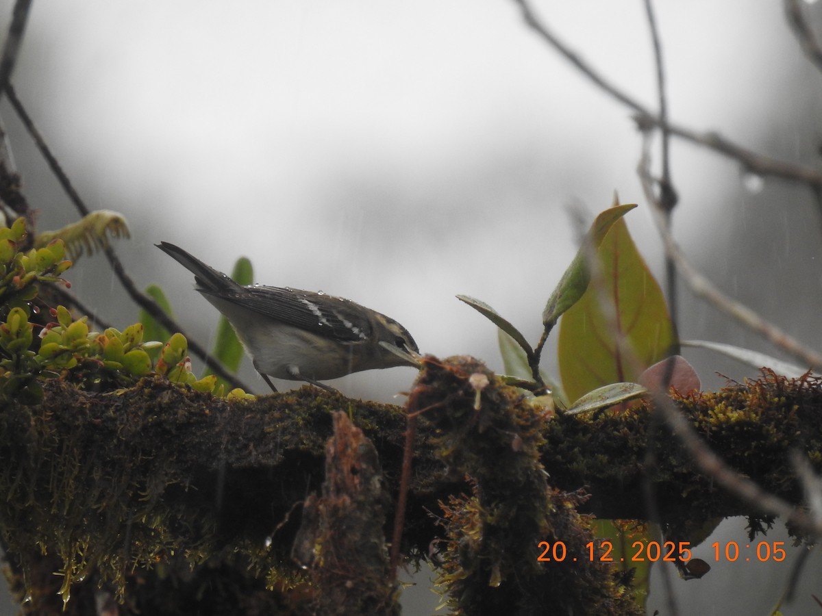 Blackburnian Warbler - ML647292463