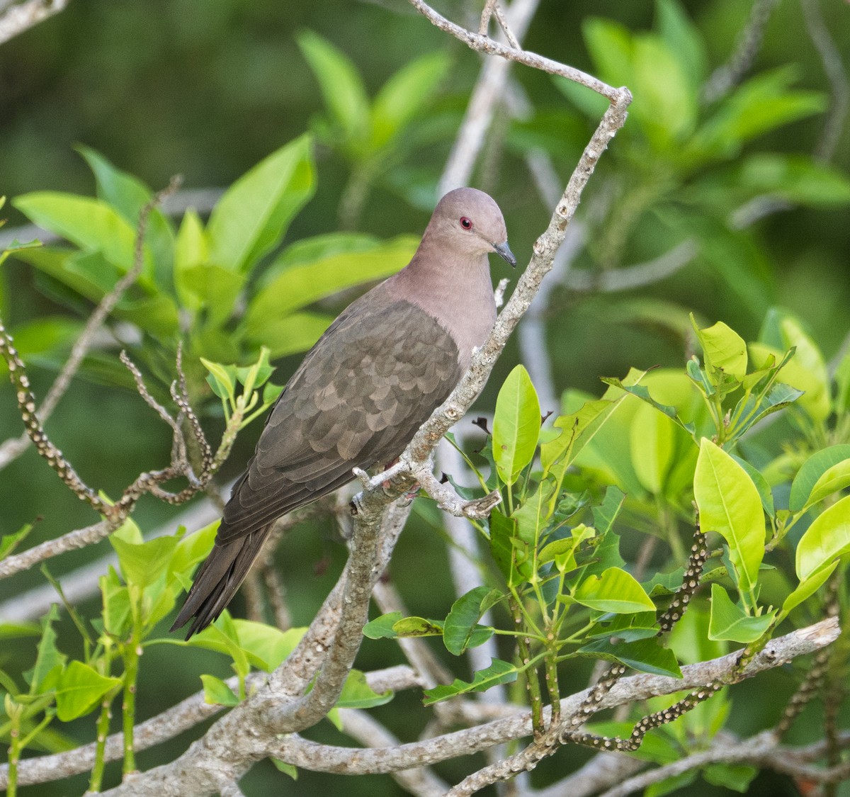 Paloma Colorada - ML647292464